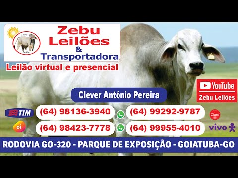 Zebu Leilões - 07/08/26- Goiatuba/GO