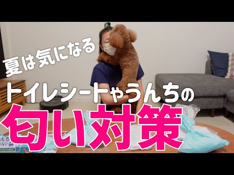 犬の糞便の臭いがきついのですが、何でしょうか?