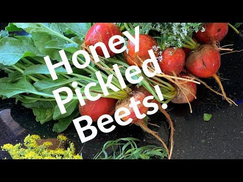 download lagu mp3 mp4 Honey Pickled Beets, download lagu Honey Pickled Beets gratis, unduh video klip Honey Pickled Beets