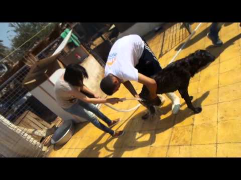 ESMA Open Day @ ESMA Dog Shelter / 3