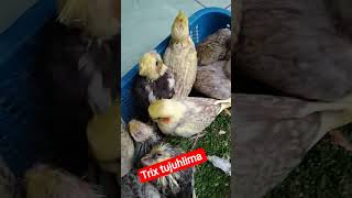 Download lagu burung parkit Australia seri warna pied pearl greey wf cf #cockatiel #parrot #falk mp3