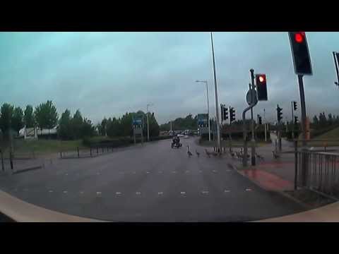 Everything stops for geese