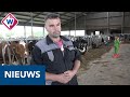Boerengezin vreest toekomst: 'Het zou een ramp zijn als we moeten stoppen' - OMROEP WEST