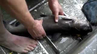 preview picture of video 'Shoreline Fishing: Hand-Lining a 20 lb Channel Cat'
