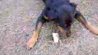 preview picture of video 'Rottie Eating'