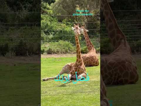 AL-KAWTHAR SURAH WITH SERENE NATURE | Beautiful Quran Recitation