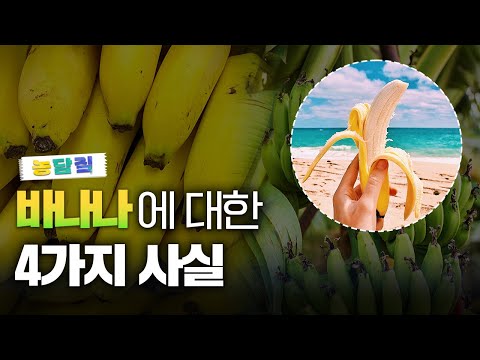 바나나, 당신이 몰랐던 5가지 사실|농담짚