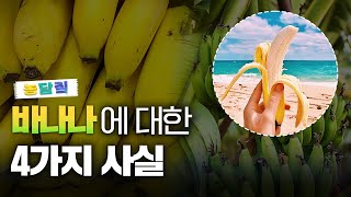 바나나, 당신이 몰랐던 5가지 사실|농담짚