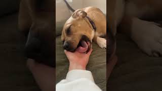 Video preview image #1 American Pit Bull Terrier Puppy For Sale in Rockville, MD, USA