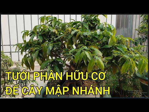 🔴 QBS23414 - TƯỚI PHÂN HỮU CƠ CHO CÂY MAI VÀNG MIỀN BẮC | TƯỚI PHÂN GÌ ĐỂ CÂY MAI MẬP CÀNH MẬP NHÁNH