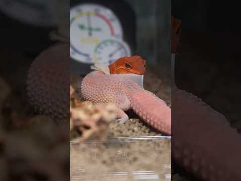 天照ちゃんが脱いでるー！！！#ヒョウモントカゲモドキ #レオパードゲッコー #爬虫類