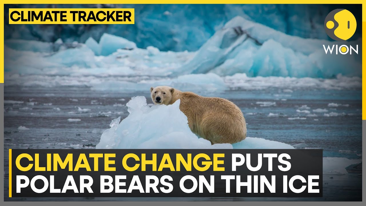 Polar Bears Struggle To Survive As Climate Change Melts Arctic Ice | WION Climate Tracker
