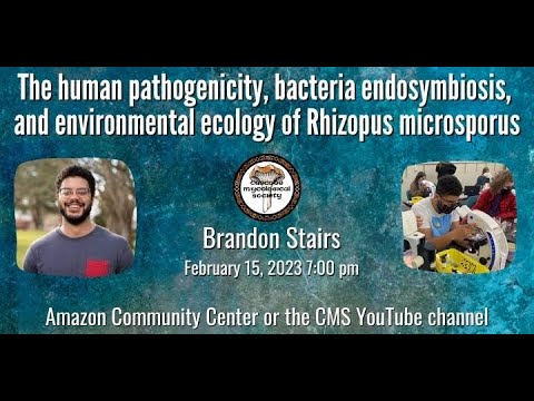 All about Rhizopus Microsporus - Brandon Stairs