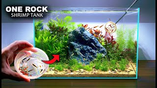 I Made A One Rock Ecosystem Aquarium For My Home Bred Shrimp