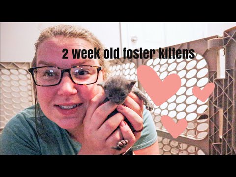 2 week old KITTEN CARE | Foster kittens