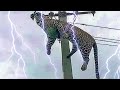Top 10 Shocking Moments When Animals Were Electrocuted