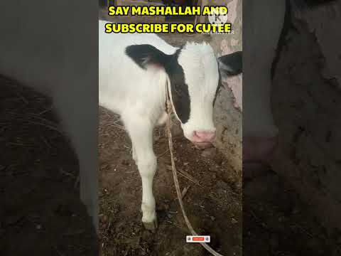 , title : 'Say MashAllah Very Beautiful baby calf of cow#trendingshorts#beautifulbabyofcow#babycalf#viralshorts'