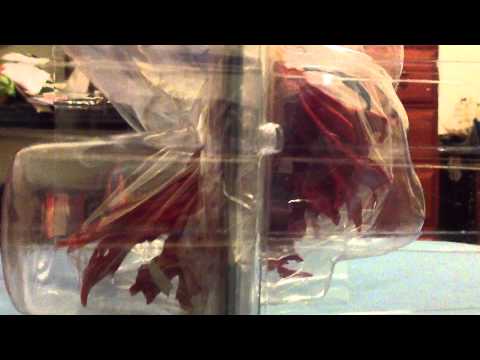 UNBOXING OF SATELLIZER L. BRIDGET BATTLE DAMAGE FIGURINE FROM FREEZING