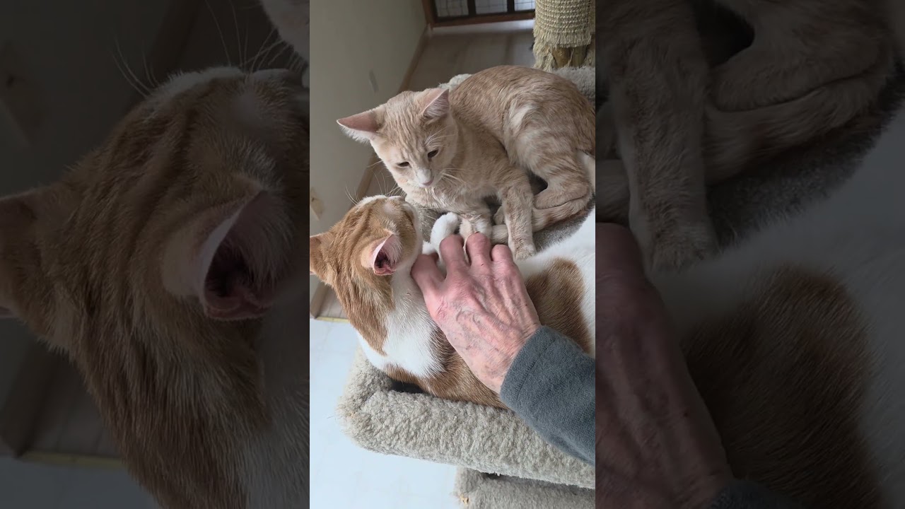 Enlarge CADE & BECKETT, an adoptable Domestic Short Hair in Kenosha, WI video 6/6