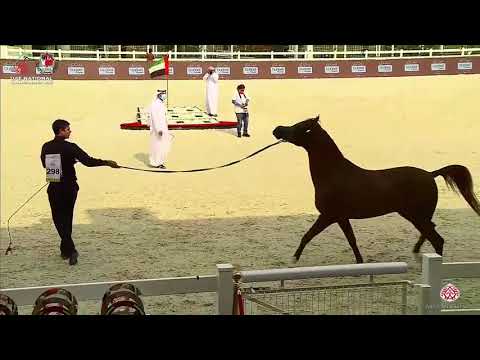 N.298 AJ ARSAN - UAE National Championship 2020 - Stallions 4-6 Years Old (Class 10C).mp4