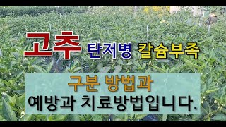 고추 탄저병 칼슘부족 구분 방법과 예방과 치료 방법입니다. #고추 탄저병 치료 #고추 칼슘 부족과 치료방법 …