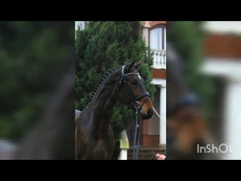 Dantino: DANTE'S JUNIOR x FIDERTANZ