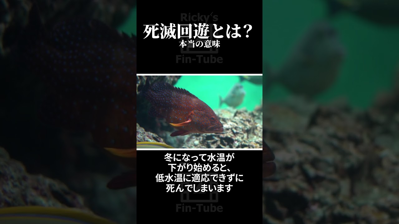 死滅回遊とは？季節回遊魚との違いは？地球温暖化の影響？　#海水魚