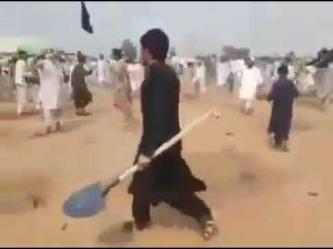 Non accettano che vengano piantati alberi! Guardate che fanno!!!