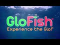 Видео о товаре Treasure Chest, Сундук с сокровищами, декорация с GLO-эффектом / GloFish (США)