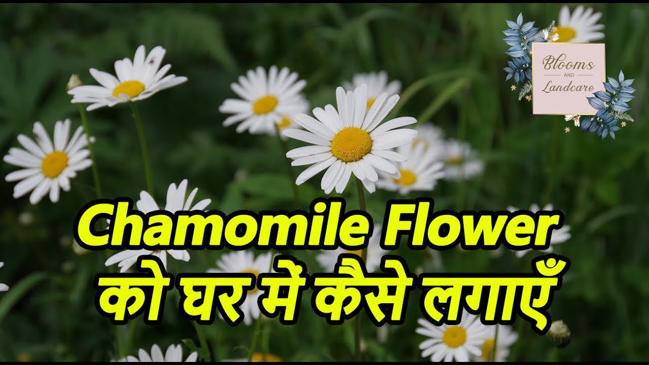 How to grow chamomile flower at home l Blooms and Landcare