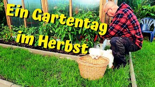 Gartenrundgang im Herbst / das Ende der Saison naht / von Kiwibeeren, Paprika, Kürbis, Sauerkraut