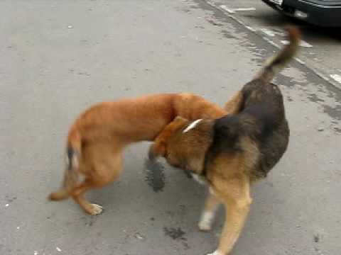 Playing with street dogs