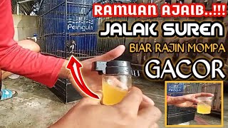 Download lagu Ramuan ajaib..!!  jalak suren biar rajin mompa gacor dan nurut sama majikan versi YUDIE KICAU mp3