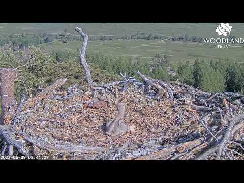 Stroppy Loch Arkaig Osprey chick attacks mum Dorcha who takes a timeout 9 Jun 2023 (quicktime)