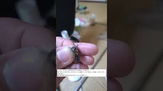 クロアナバチのオスゲットしたぜ！
