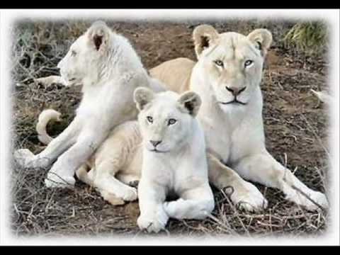 white lions