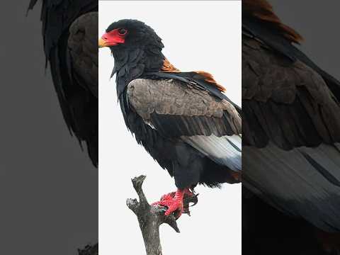 Meet the Bateleur!  Call, ID & Range Map Join for More #birdsounds  #birdidentification #birdcalls