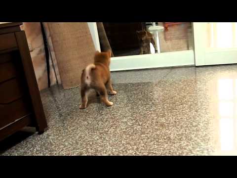 以為看到了敵人嗎??(原發表者:akon_1314)(影片)