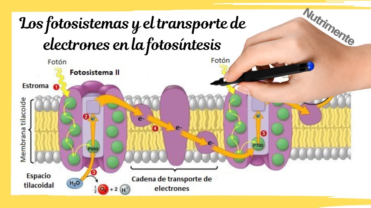 La FASE LUMÍNICA de la FOTOSÍNTESIS [Los Fotosistemas y el Transporte de Electrones]