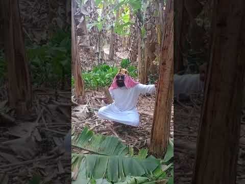 #sheik ostentando na serra du retiro Uruburetama ceara