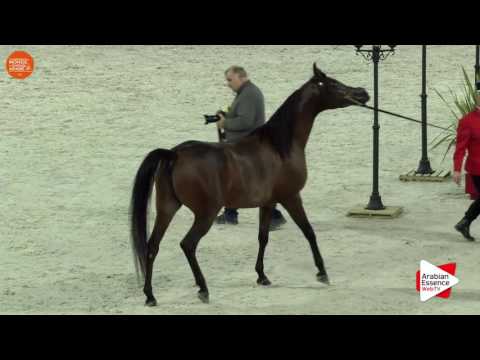 1ST - N.48 DONNA MOLTO BELLA SRA - Paris 2016 - Mares 4 years old and more (Class CM3 A)