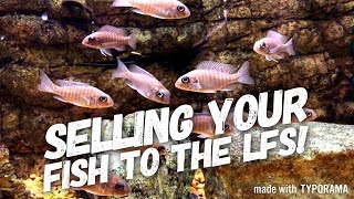 BREEDING AFRICAN CICHLIDS & SELLING THEM TO LOCAL FISH STORES! | A COMPLETE GUIDE