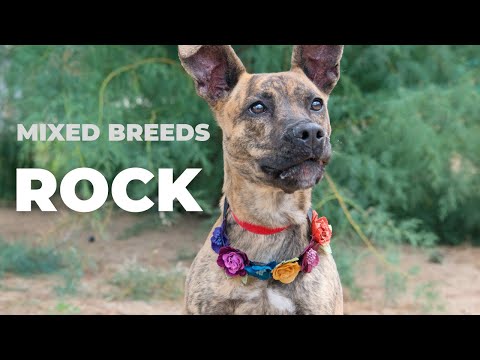 The Truth About Mixed Breed Dogs: Myths vs Facts 🐶❓