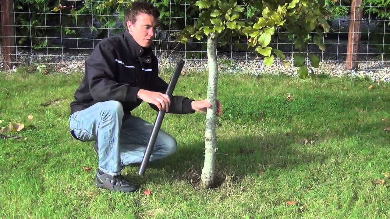 75cm Spiral Tree Guards