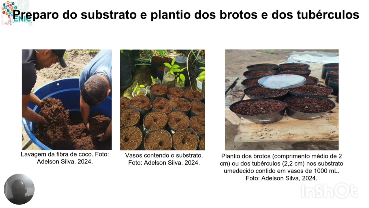 EFEITO DE Bacillus spp. NA PROMOÇÃO DE CRESCIMENTO E PROTEÇÃO DE BATATA SEMENTE ORGÂNICA A DOENÇAS