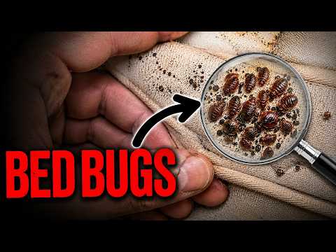 Why Bed Bugs Are Almost Impossible To Get Rid Of