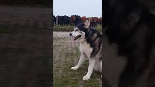 Sherpa gets owned, Malamute in trouble, dog vs cows