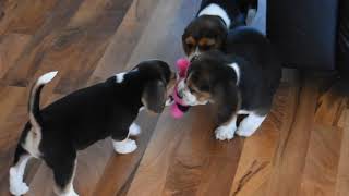 Video preview image #3 Beagle Puppy For Sale in REASNOR, IA, USA