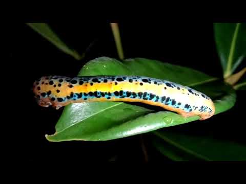 Blue tiger moth caterpillar