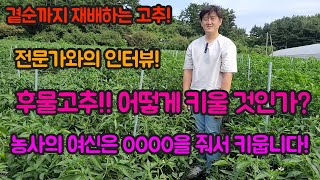 후물고추, 선택하세요!! 잘라낼지, 더 기를지~~ 후물고추도 잘 기르면 인건비, 자재값 뽑습니다^^! 고추 …